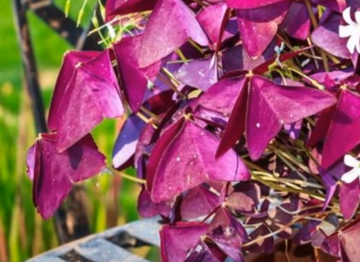(FOTO) Ovih 5 biljaka privlače ljubav: Evo koje cvijeće treba da unesete u dom ukoliko želite da privučete partnera