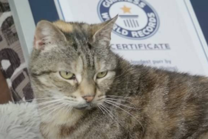 Glasna kao kuvalo za vodu: Mačka Bela oborila Ginisov rekord u predenju, vlasnica ne može biti ponosnija (VIDEO)