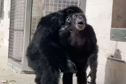 (VIDEO) Preživjela ozloglašenu laboratoriju: Snimak čimpanze Vanile (29), koja prvi put u životu vidi nebo, topi srca