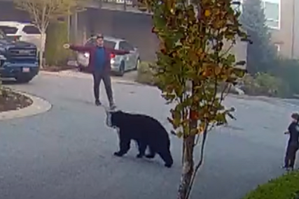 (VIDEO) Snimak obišao cijeli svijet: Medvjed se zaletio prema sedmogodišnjem dječaku, spasio ga komšija