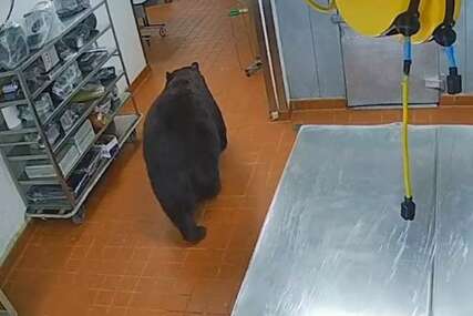(VIDEO) Životinja zalutala u kuhinju: Medvjed upao u hotel, pa napao čovjeka (VIDEO)