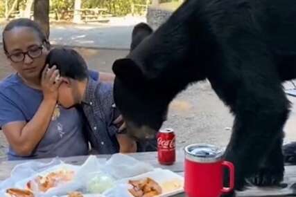Medvjed se popeo na sto i pojeo hranu 