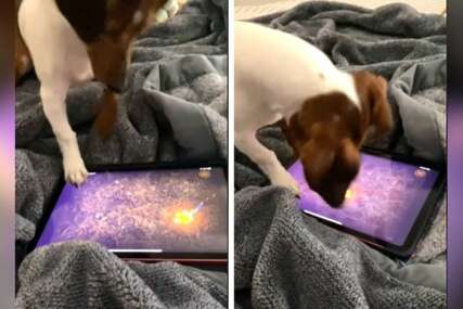 Ovo je možda najgledaniji video ikada: Pas koji igra igricu za 5 dana pregledan čak 128 miliona puta (VIDEO)