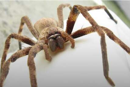 “Nikad nisam vidjela ovakvog” Sanja naišla na neobičnog pauka, svi se pitaju da li je opasan (FOTO)