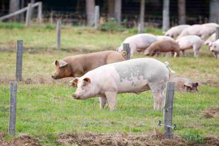 Popis svih životinja do 15. novembra: Ponovo kreće isplata pomoći za štetu od afričke kuge svinja