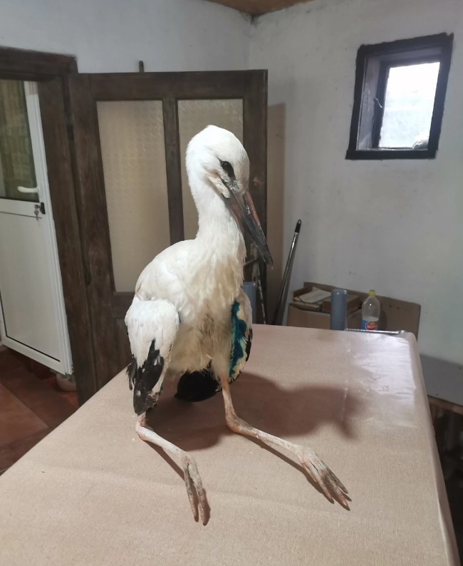 FOTO: PRIVATNA ARHIVA / USTUPLJENE FOTOGRAFIJE