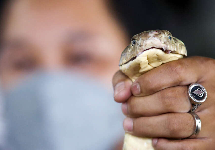 čovjek drži zmiju u ruci