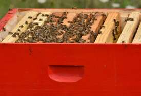 (VIDEO) Morala da reaguje vatrogasna služba: Najezda pčela na meču Štutgart - Bajern