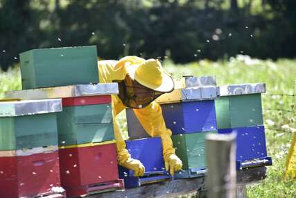 (FOTO) Sa samo 14 godina počeo da "živi" sa radilicama: Marko Brezo krenuo sa dva roja pčela, a sada IMA 20 pčelinjih društava