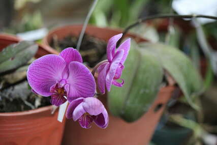 Orhideja voli ovaj napitak više od vode: Samo 2 sastojka dovoljna da bude bujna cijele godine