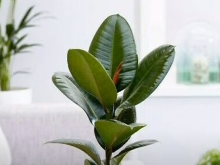 (FOTO) Ovo je najpopularnija sobna biljka: Svaki dom koji odiše luksuzom je ima, izuzetno je jednostavna za održavanje