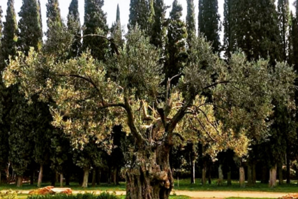 (FOTO) Maslina je simbol vječnosti: Ovo je najstarije srpsko drvo, posadio ga Dušan Silni