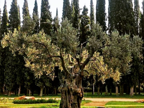 (FOTO) Maslina je simbol vječnosti: Ovo je najstarije srpsko drvo, posadio ga Dušan Silni