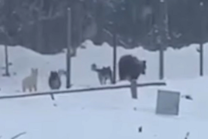 (VIDEO) Opasni susreti sa zvijerima: Medvjedi napali radnike, imaju ozbiljne povrede ruke i glave