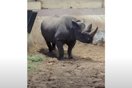 (VIDEO) "Dolazak ovog mališe čekali smo 15 mjeseci" U zoološkom vrtu slučajno snimljeno rođenje crnog nosoroga, jednog od NAJRJEĐIH SISARA U SVIJETU