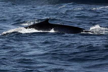 (FOTO) GRUPNI NAPAD KITOVA UBICA Orke potopile jahtu, posada jedva izvukla živu glavu