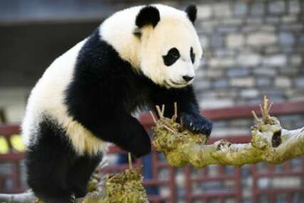 Simbol tenzija između Istoka i Zapada: Tri džinovske pande iz Vašingtona vraćene u Kinu, a ovo je razlog