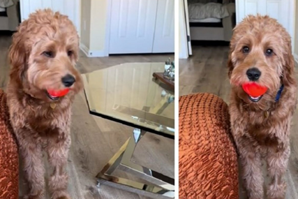 (VIDEO) "Ovako ja izgledam kada perem zube" Vlasnica psa podijelila snimak šašavog ljubimca i NASMIJALA SVE DO SUZA