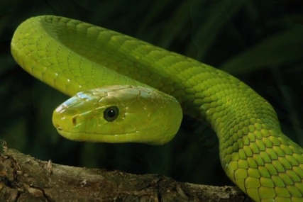 POBJEGLA ZELENA MAMBA Nestala izuzetno otrovna dvometarska zmija, građani u strahu