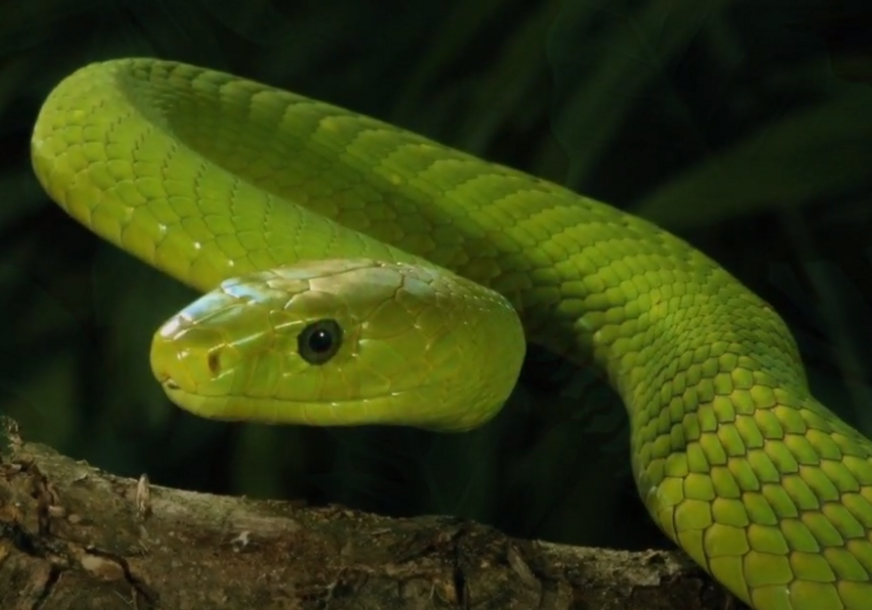 POBJEGLA ZELENA MAMBA Nestala izuzetno otrovna dvometarska zmija, građani u strahu