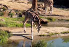 (VIDEO) Scena koja je "rastopila" internet: Mladunče žirafe još uvijek nije naučilo kako da pije vodu