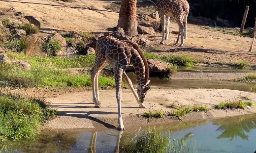 Mladunče žirafe pokušava da pije vodu