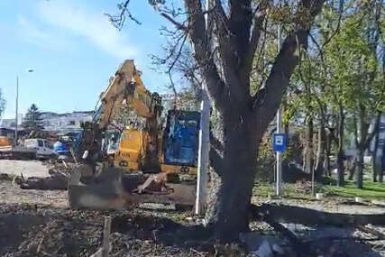 (VIDEO, FOTO) Ko bez dozvole ruši drveća u centru Banjaluke: Nakon pisanja Srpskainfo reagovala komunalna policija