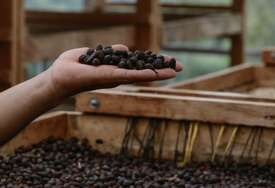 Ovogodišnja berba KAFE dobro napreduje: Hoće li doći do pada globalne nabavne cijene