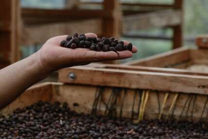 (FOTO) "TROUGAO KAFE" U ovom mjestu se uzgaja najukusnije zrno omiljenog napitka, smatra se za najbolji u svijetu