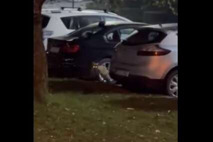 Lisica u Sarajevo na parkingu