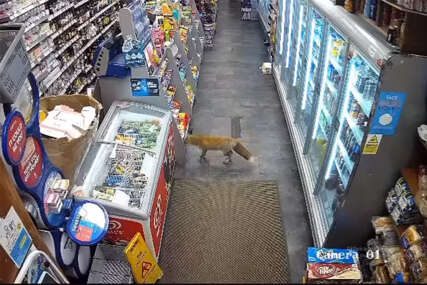 lisica krade u trgovini