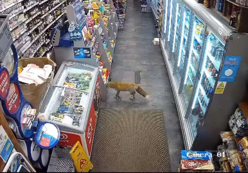 lisica krade u trgovini