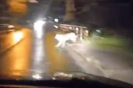 (VIDEO) POLEMIKA NA MREŽAMA Životinja vrlo slična vuku snimljena na ulici u Kotor Varošu