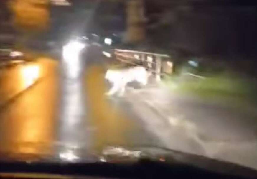 (VIDEO) POLEMIKA NA MREŽAMA Životinja vrlo slična vuku snimljena na ulici u Kotor Varošu