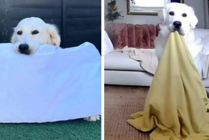 (VIDEO) "Plačem, ovo je preslatko" Pogledajte šta ovaj pas radi svaki put kad mu se vlasnici vrate kući