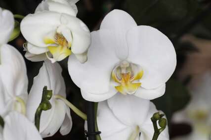 (VIDEO, FOTO) Cvjetaće bolje i ljepše nego ikada: Potopite ovu namirnicu u vodu i time zalivajte orhideju