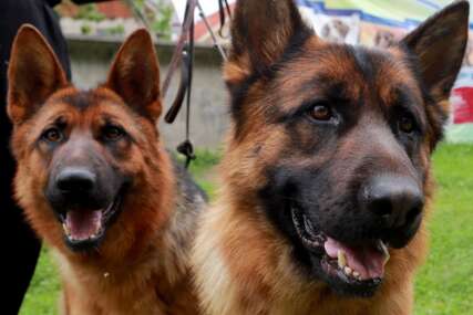 Ovo su najinteligentnije rase pasa: Poslušni su i odani svom vlasniku