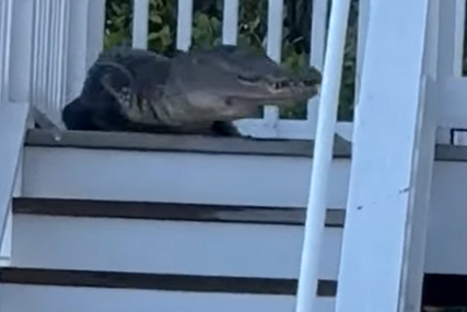 (VIDEO) “ O moj Bože” Porodica bila u šoku kada je ispred kuće zatekla ogromnog aligatora