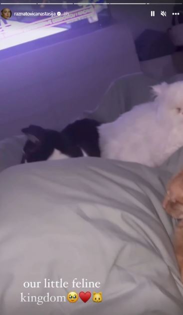 Mačke u krevetu