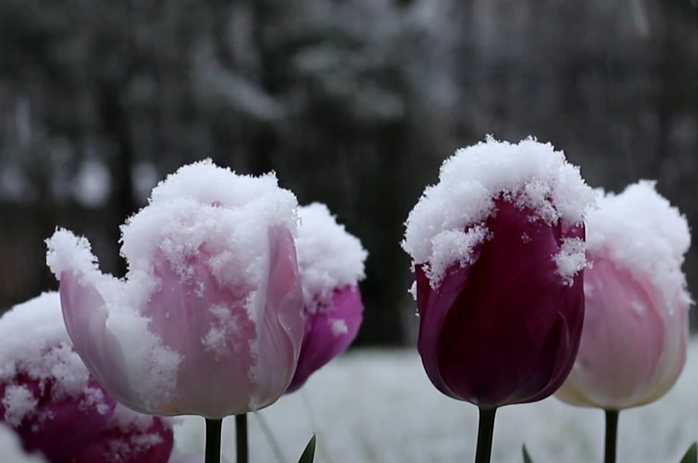 Cvijeće u snijegu