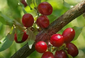 Ova crvena bobica SADRŽI VIŠE VITAMINA C nego pomorandža: Nije bez razloga nastala izreka "zdrav ko dren"