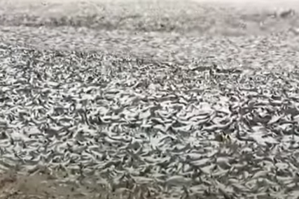 (VIDEO) Stravičan prizor: Nekoliko hiljada tona uginule ribe na obalama Japana