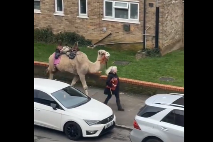 Žena prošetala kamilu u Londonu