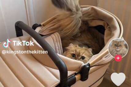 (VIDEO) "To se zove kontrola kvaliteta" Vlasnica kupila stvari za bebu, mačak ih odmah prisvojio