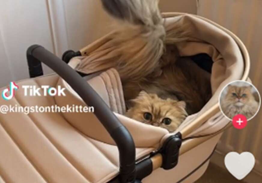 Mačak u kolicima za bebu