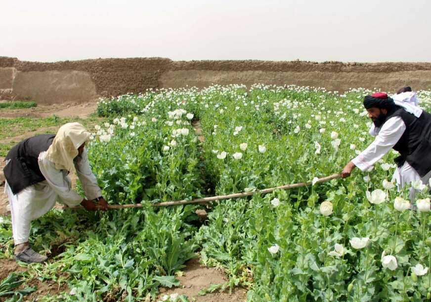 VELIKI OBRT Avganistan više nije najveći proizvođač opijuma, pretekla ga je ova država
