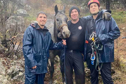 (FOTO) Upao u jamu duboku 6 metara: Konj satima bio zarobljen između stijena, hrabri vatrogasci USPJELI DA GA SPASU
