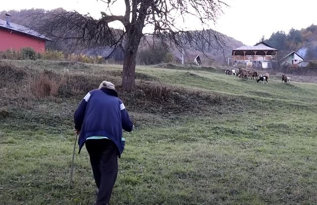 Rajka Lekić čuva koze