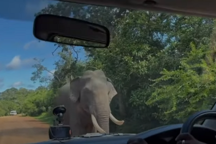 Slon presreo automobil