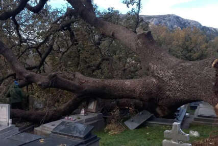 Olujni vjetar napravio ogromnu štetu: Hrast iščupan sa korijenom uništio nadgrobne spomenike